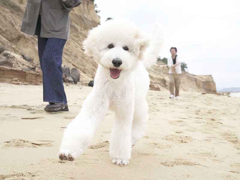 犬の食事（生食）ドッグフード22